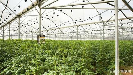 沙漠農(nóng)業(yè)騎兵 以色列如何用科技破解缺水瓶頸